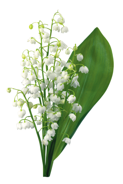 Muguet